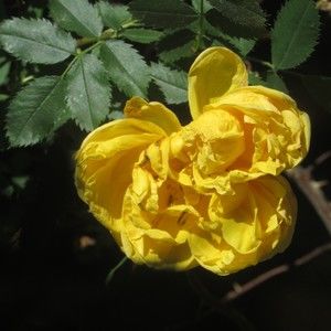 Meet your Posher, Sue